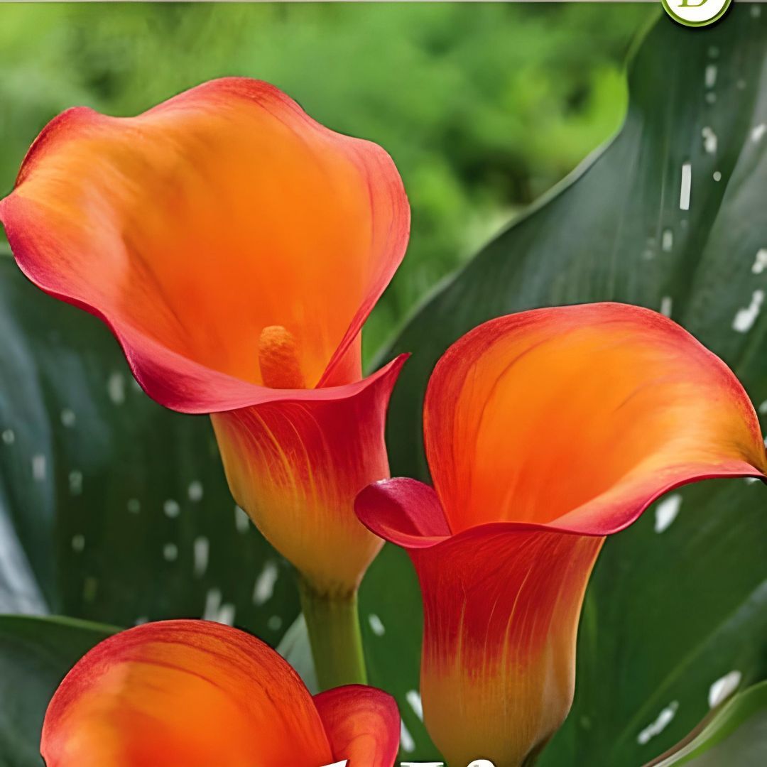 Gala Çiçeği Soğanı – Calla Lily – Orange Alert