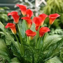 Gala Çiçeği Soğanı – Calla Lily – Orange Alert