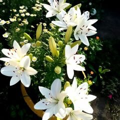 Lilium White Joy - Lilyum - Beyaz