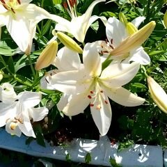 Lilium White Joy - Lilyum - Beyaz