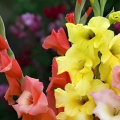 Glayöl Soğanı - Gladiolus - Mix