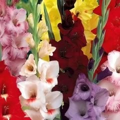 Glayöl Soğanı - Gladiolus - Mix
