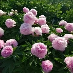 Ağaç Şakayık - Peony Suffruticosa sp - Sarah Bernhard - Ebruli Toz Pembe