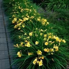 Gün Güzeli - Hemoracallis - Stella d’Oro - Sarı