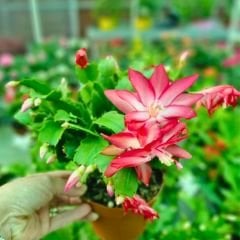 Yılbaşı Çiçeği - Schlumbergera - İthal