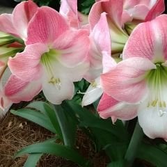Reve Amaryllis Soğanı - Güzel Hatun Çiçeği – Ebruli Toz Pembe