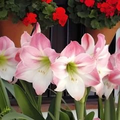 Reve Amaryllis Soğanı - Güzel Hatun Çiçeği – Ebruli Toz Pembe