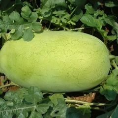 Çarliston Karpuz Tohumu - Charleston Gray Watermelon Seeds