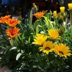 Gazanya Tohumu - Gazania  – Koyun gözü