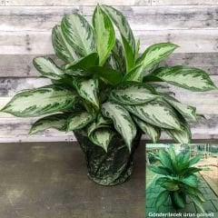 Aglaonema Commutatum 'Maria' – Çin Herdemyeşili Bitkisi