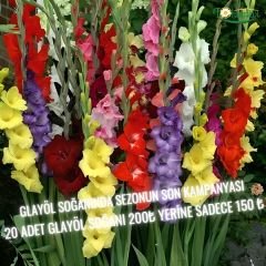 Glayöl Soğanı - Gladiolus