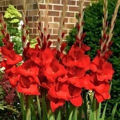 Glayöl Soğanı - Gladiolus