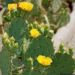 Opuntia Monacantha Brazilian Kaktüs - Dikenli Kaynanadili 12 cm saksıda