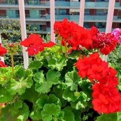 Kırmızı Sardunya fidesi - Pelargonium X Zonale - Clasic Red