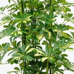 Schefflera Arboricola Gold Capella Alacalı Şeflera - Şeflera Bitkisi - Şemsiye Ağacı