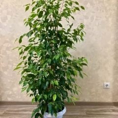 Benjamin Ficus - Benjamin Çiçeği (60-80 cm)