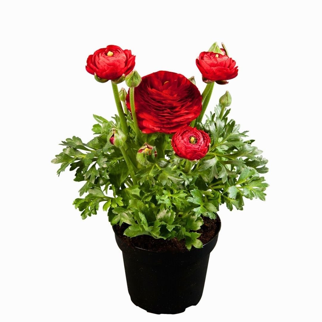 Kırmızı Şakayık çiçeği Fidesi – Acem Düğün Çiçeği