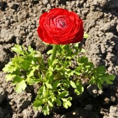 Kırmızı Şakayık çiçeği Fidesi – Acem Düğün Çiçeği