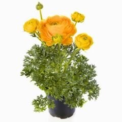 Sarı Şakayık çiçeği Fidesi – Acem Düğün Çiçeği