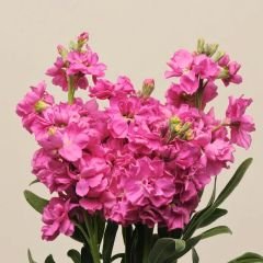 ﻿Şebboy Çiçeği Fidesi Kokulu Pembe - Matthiola Incana