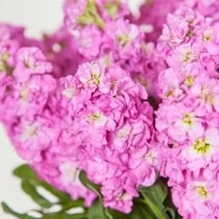 ﻿Şebboy Çiçeği Fidesi Kokulu Pembe - Matthiola Incana
