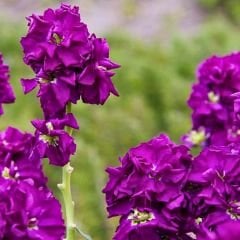 ﻿Şebboy Çiçeği Fidesi Kokulu Mor - Matthiola Incana