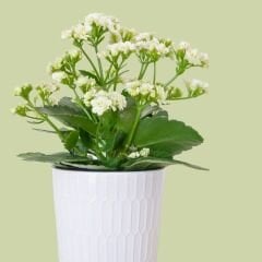 Kalanşo Çiçeği Fidesi Beyaz – Kalanchoe