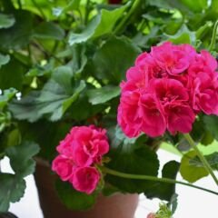 Sardunya Çiçeği Fuşya - Pelargonium potted Colorama Saksılı