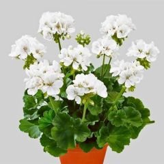 Sardunya Çiçeği Beyaz - Pelargonium potted Colorama Saksılı