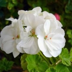 Sardunya Çiçeği Beyaz - Pelargonium potted Colorama Saksılı