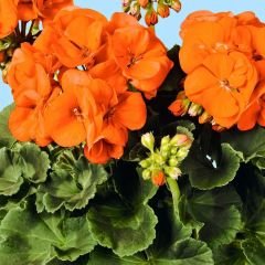 Sardunya Çiçeği Turuncu - Pelargonium potted Colorama Saksılı