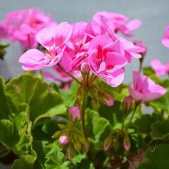 Sardunya Çiçeği Pembe Ebruli - Pelargonium potted Colorama Saksılı