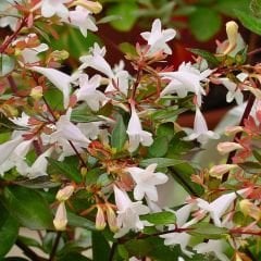 Abelia grandiflora Fidanı - Güzellik Çalısı