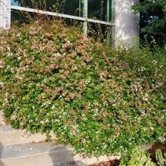 Abelia grandiflora Fidanı - Güzellik Çalısı