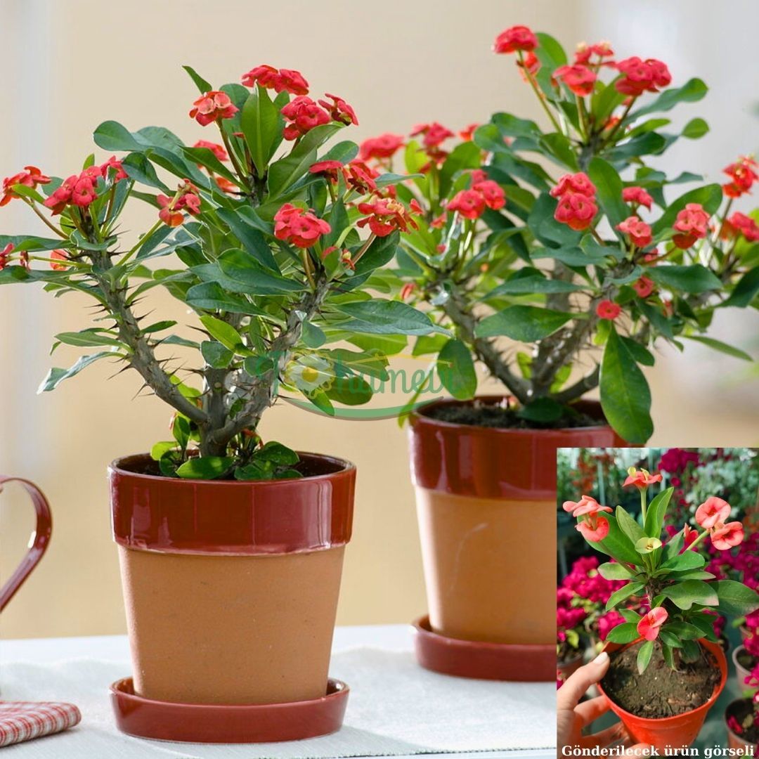Dikenler Tacı Saksıda Kırmızı - Milli Çiçeği - Euphorbia