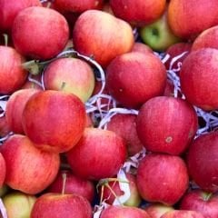 Amasya elması Fidanı – Misket Elma
