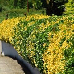 Gold Taflan Fidanı - Euonymus Japonica Var Aurea