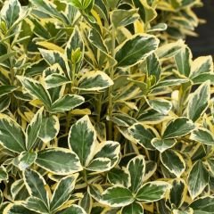 Bravo Taflan Fidanı– Euonymus Japonicus ‘Bravo’