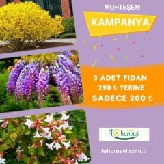 Muhteşem Fidan Kampanyası - Mor Salkım - Abelia - Altın Çanağı- 3 Farklı Çeşit Birarada