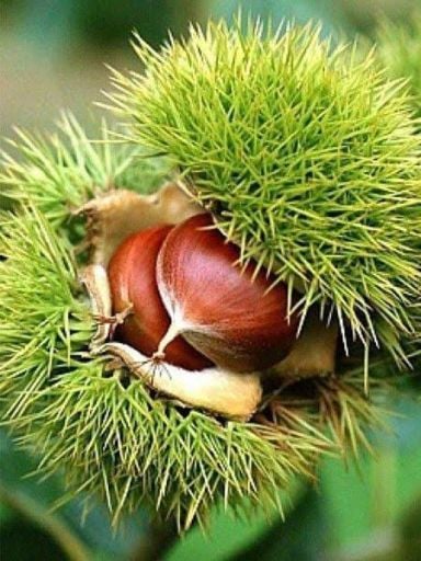 Kestane Fidanı