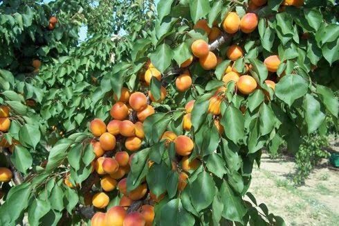 Aşılı Açık Köklü Hacıhaliloğlu Kayısı Fidanı