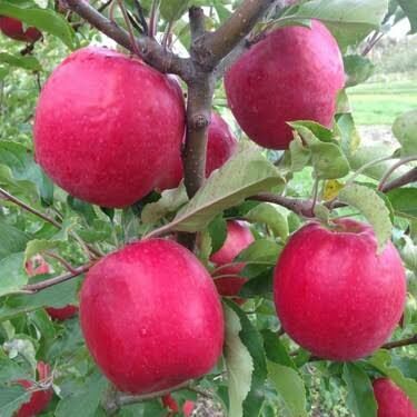 Aşılı Açık Köklü Pink Lady Elma Fidanı