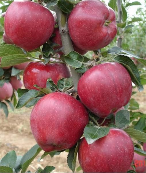 Aşılı Açık Köklü Starking Delicious Elma Fidanı