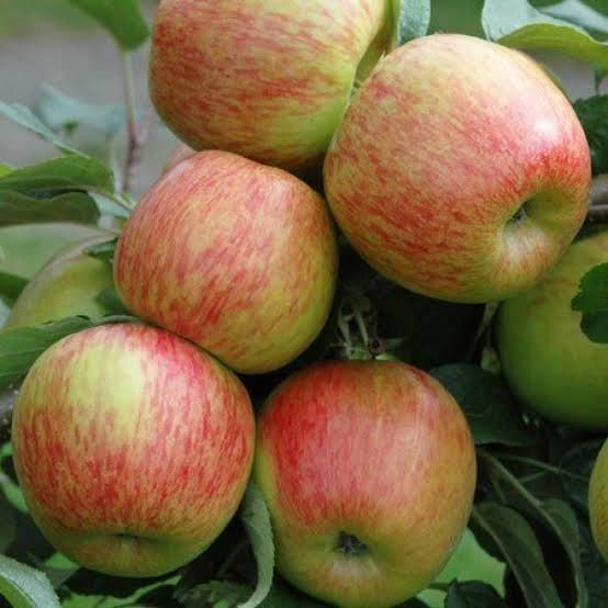 Aşılı Açık Köklü Braeburn Elma Fidanı