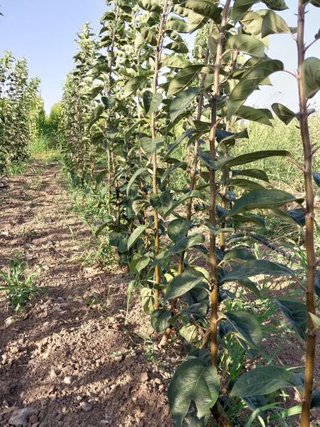 Aşılı Açık Köklü Braeburn Elma Fidanı