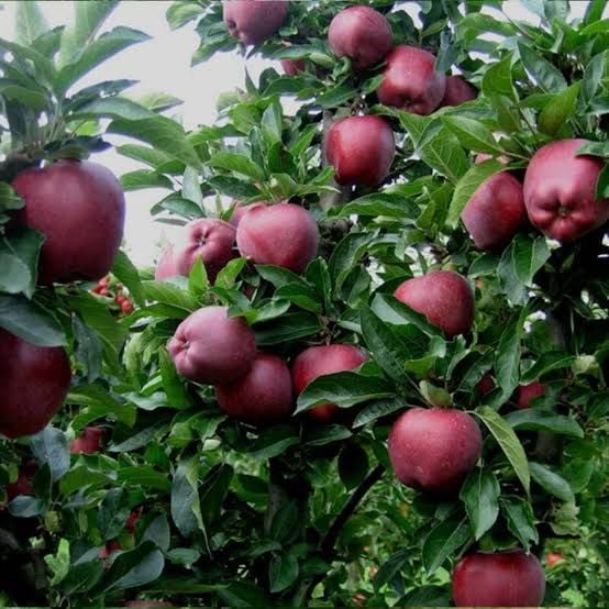 Aşılı Açık Köklü Starkrimson Elma Fidanı