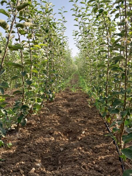Aşılı Açık Köklü Golden Delicious Elma Fidanı