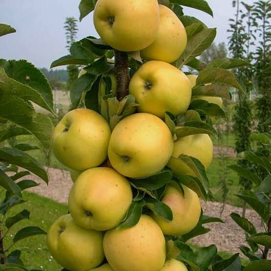 Aşılı Açık Köklü Golden Delicious Elma Fidanı