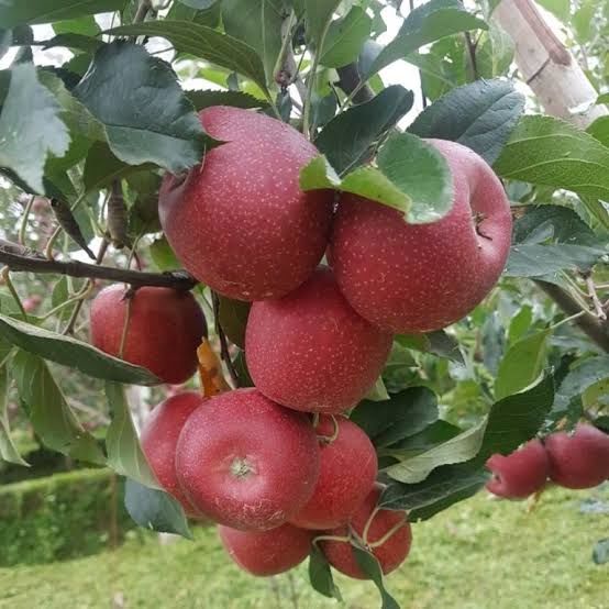 Aşılı Açık Köklü Fuji Kiku Elma Fidanı