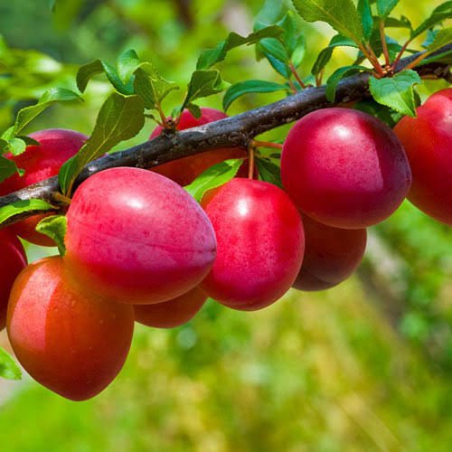 Aşılı Açık Köklü Red Beauty Erik Fidanı